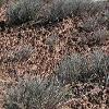 'Cryptobiotic soil' is what they call this stuff.  Small living plants form a crust - over the soil and prevent erosion.  Parks all around Moab have signs - asking hikers not to walk on it, because even gentle footsteps - will kill it, and it takes it decades to rejuvenate.