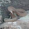 I got ahead of Chuck and Larry hiking, so I sat down on a rock in cool shade to wait - for them.  I soon heard a buzzing sound.  It was this rattler, three feet away! - I wonder if he could have bitten me with this hapless lizard already stuffed into his mouth. - I didn't test any such theory, though; I got up promptly!